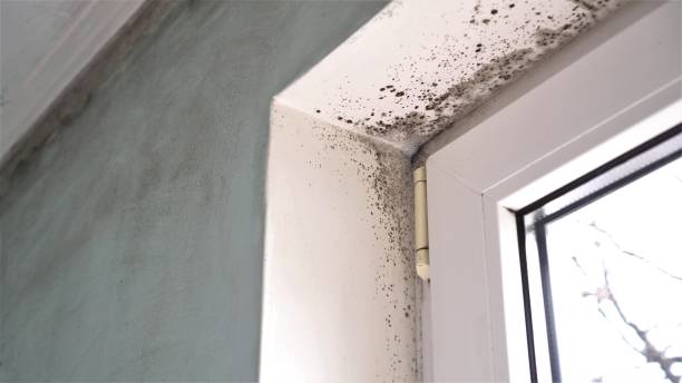 Why You Should Choose Our Mold Remediation Services in Pflugerville, TX